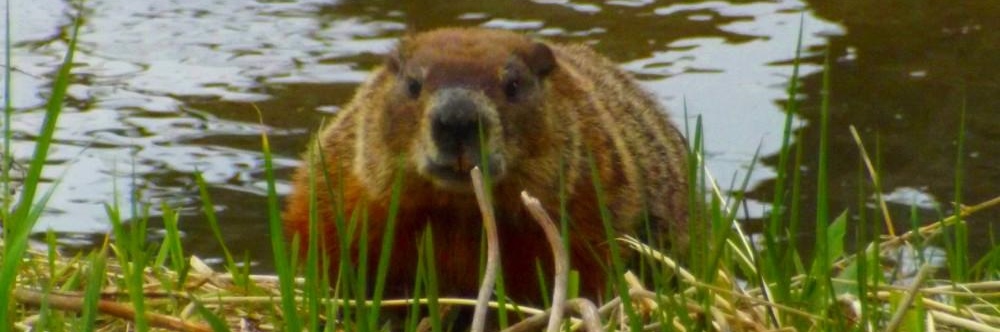 beaver
